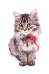 Cat in red cloak, isolated on white.