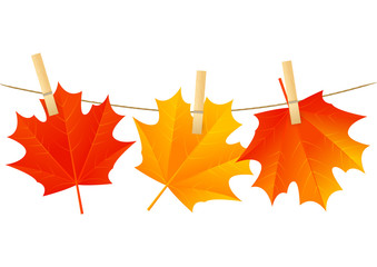 Autumn maple leaves for Your design