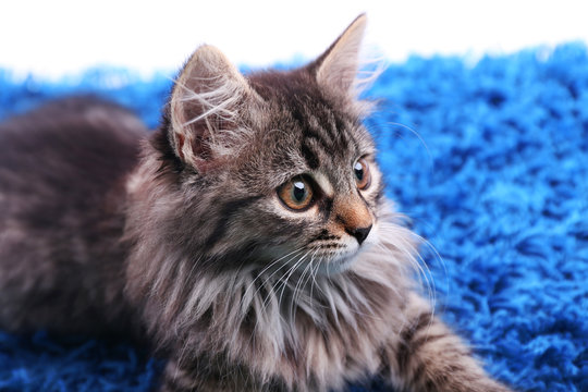 Beautiful Kitten On Blue Carpet Background