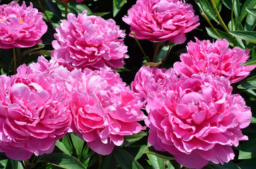 Pink flowers of peony