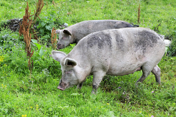 Gray domestic pig and calf.