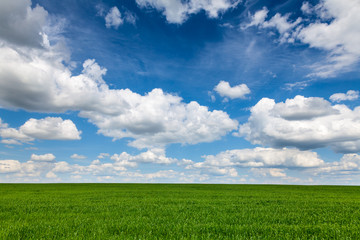 Summer field
