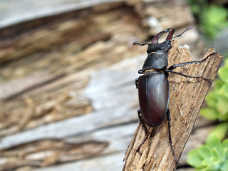 Maschio mesodonte di cervo volante (Lucanus cervus)