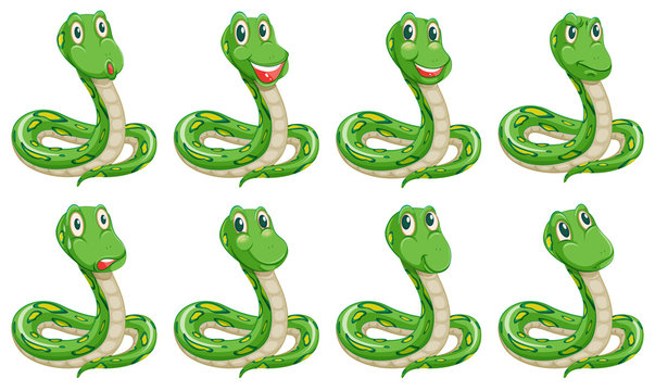 Different snake expressions