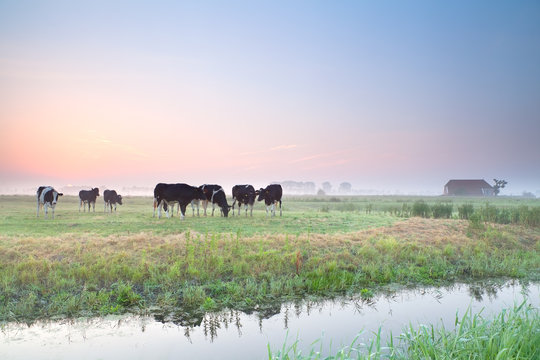 cattle on pasture at sunrise