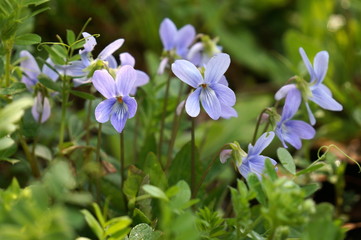 タチツボスミレ