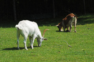 A Brown and a White Goat Grazing in a Grassy Field