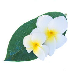 frangipani flowers