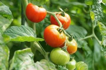 Strauchtomaten