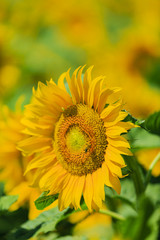 Summer - field of sunflowers