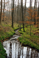 Obraz premium wald