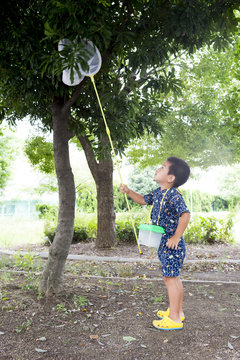 32 Best 蝉取り Images Stock Photos Vectors Adobe Stock