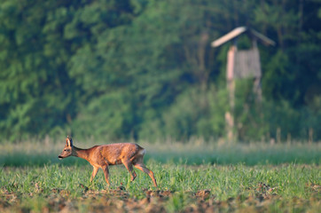 Roe deer with watchtower in the background