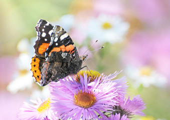 Admiral Schmetterling und Sommerblumen