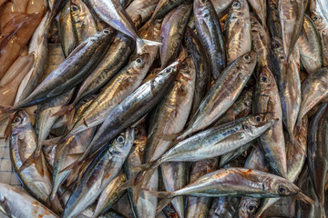 Obraz premium Sardines