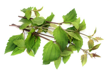 Mexikanisches Traumkraut