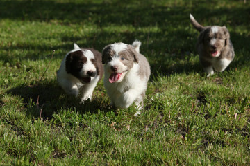 Naklejka na ściany i meble Amazing puppies of Bearded Collie