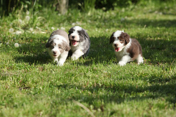 Amazing puppies of Bearded Collie