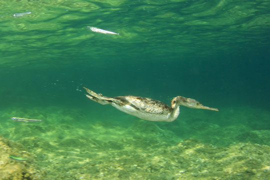 Cormorant bird swimming underwater