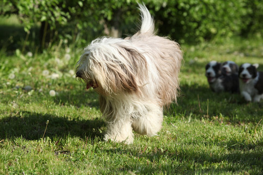 Bearded Collie running in the garden