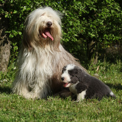 Beautiful Bearded Collie with puppy sitting in the grass