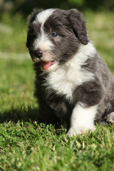 Beautiful bearded collie