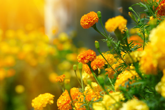 Fototapeta Beautiful Marigolds (tagetes)