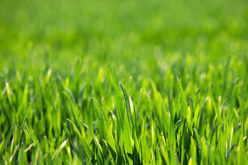 green grass