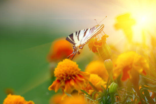 Beautiful Tagetes erecta flower field and butterfly © Aleks_ei