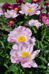 Flower bed of peonies