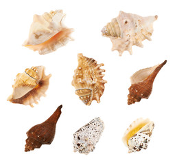Obraz na płótnie Canvas Set of multiple sea shells isolated