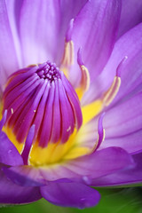 Obrazy na Plexi  naturalny fioletowy kolor lotosu zbliżenie