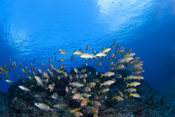 Fototapeta na wymiar 青い海と黄色い魚の群れ