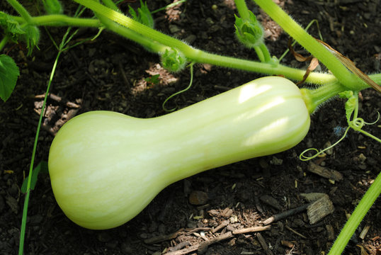 Young Butternut Squash Growing In A Summer Garden