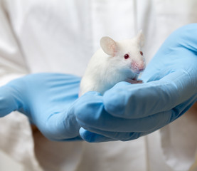 Scientist holds white laboratory mouse in hands