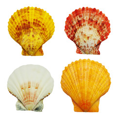 Four sea shells