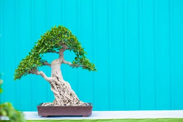 Fotobehang Bonsai Aziatische bonsai  © FotoSkill
