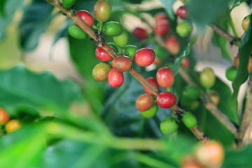 Coffee tree