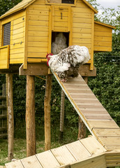 Hen house © Zita Stankova