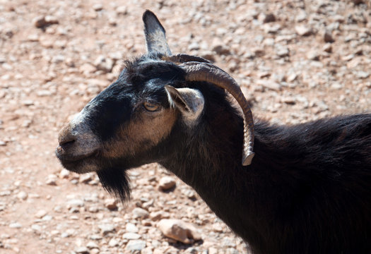 Capra