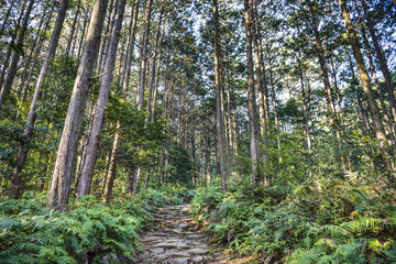 Matsumoto Pass in Kumano, Japan © SeanPavonePhoto