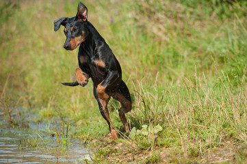 Hund springt ins Wasser