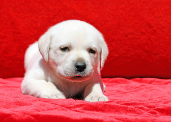 happy yellow labrador puppy portrait on red