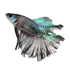 siamese fighting fish