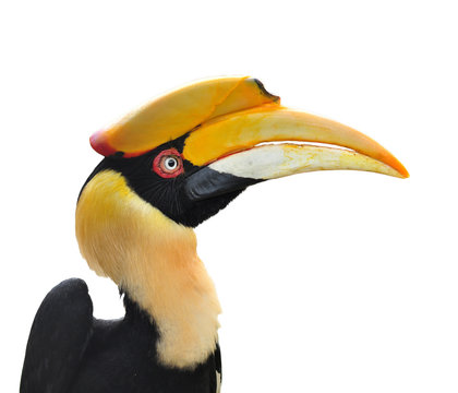 Great Hornbill