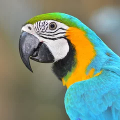 Papier peint photo autocollant rond Perroquet Macaw parrot
