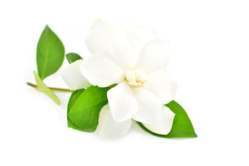 Naklejka na ściany i meble white gardenia flower