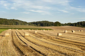 Landschaft mit goldenen Strohballen auf einem abgeernteten Feld bei Sonnenuntergang, mit Wald und...