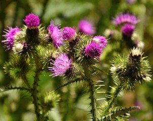 Group of wild thistle flowers