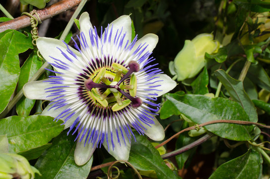 Passionsblume